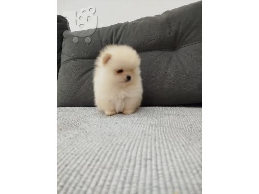 Όμορφα κουτάβια Pomeranian Spitz